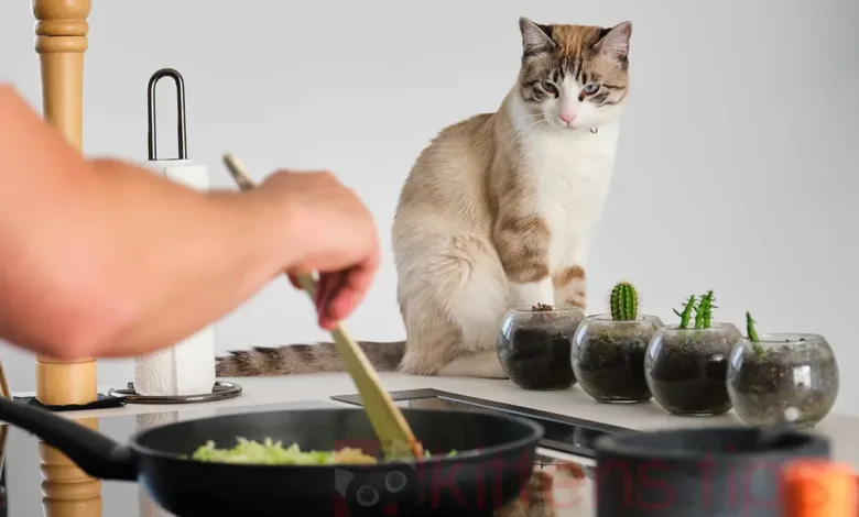 कौन से मानव खाद्य पदार्थ बिल्लियों के लिए जहरीले होते हैं?