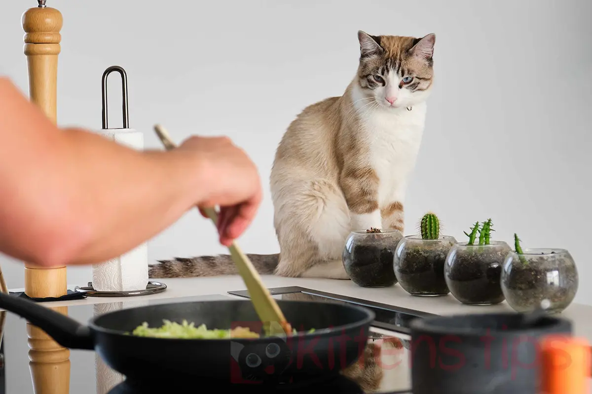 ¿Qué alimentos humanos son tóxicos para los gatos?