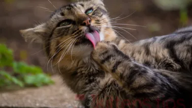 為什麼貓會咬或拉自己的爪子