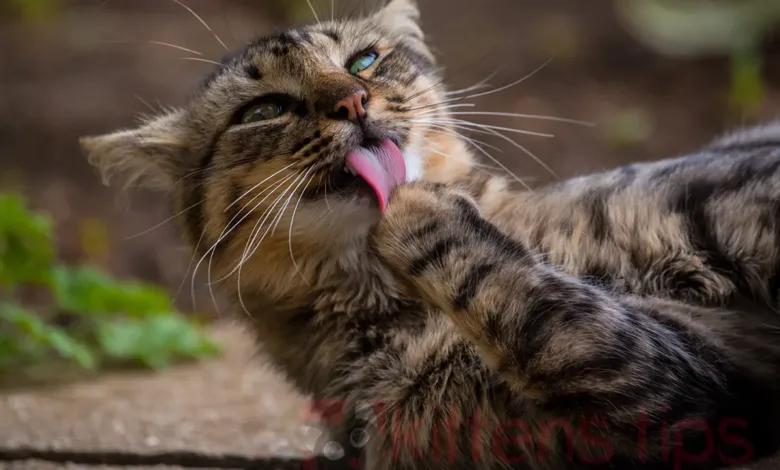 Mengapa kucing menggigit atau menarik cakarnya?
