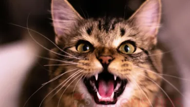 Cats understand human speech and recognize their names