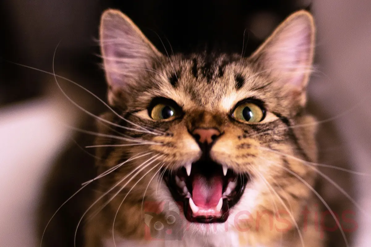 חתולים מבינים את הדיבור האנושי ומזהים את שמם
