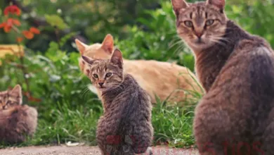 Скільки живе кішка і які етапи життя?