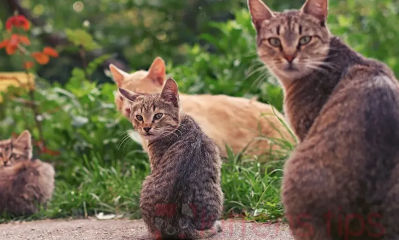 Kuinka kauan kissa elää ja mitkä ovat sen elämänvaiheet?