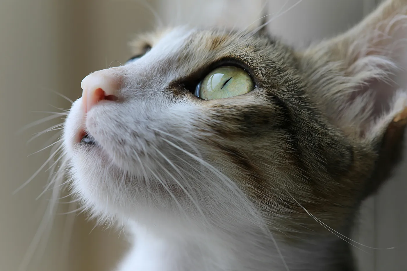 Verliezen katten hun snorharen? Bekijk de mogelijke oorzaken.